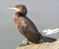 Kormorán velký (Phalacrocorax carbo)